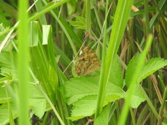 Polygonia c-aureum