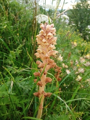 Orobanche bartlingii