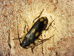 Tylonotus bimaculatus