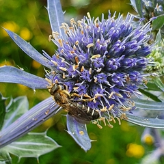 Halictus sexcinctus