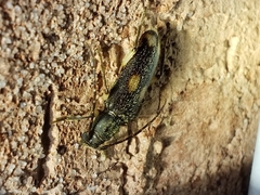 Tylonotus bimaculatus