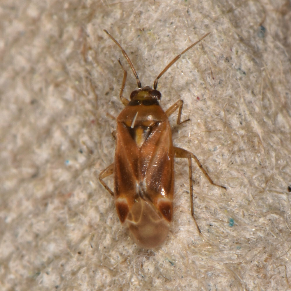 Plagiognathus delicatus