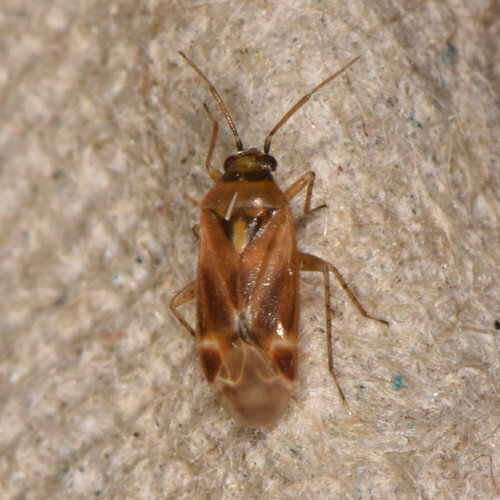 Plagiognathus delicatus