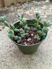 Corpuscularia lehmannii