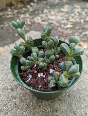 Corpuscularia lehmannii