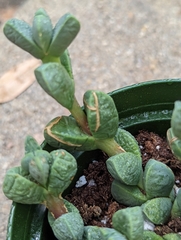 Corpuscularia lehmannii