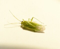 Orthotylus marginalis