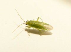 Orthotylus marginalis