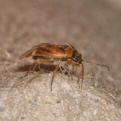 Plagiognathus delicatus
