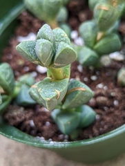 Corpuscularia lehmannii