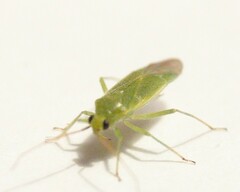 Orthotylus marginalis