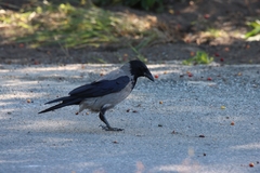 Corvus cornix