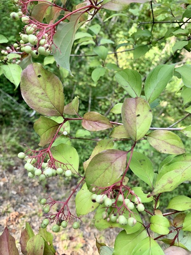 Stiff dogwood (Cornus foemina)