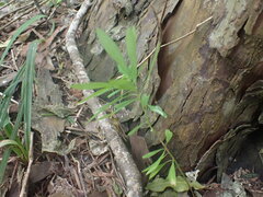 Euphorbia kraussiana