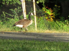 Branta canadensis