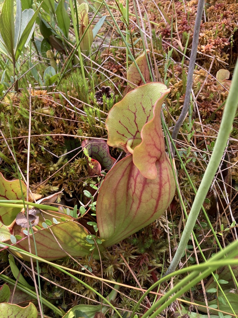 purple pitcher plant in July 2022 by Clay Wilton · iNaturalist