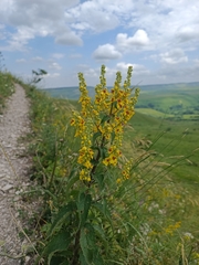 Verbascum chaixii