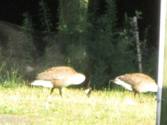Branta canadensis