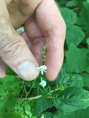 Hylodesmum pauciflorum