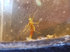 Stenacron interpunctatum