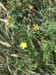 Hypericum maculatum obtusiusculum