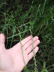 Beckmannia eruciformis