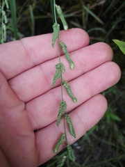 Beckmannia eruciformis