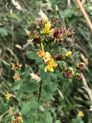 Hypericum maculatum obtusiusculum