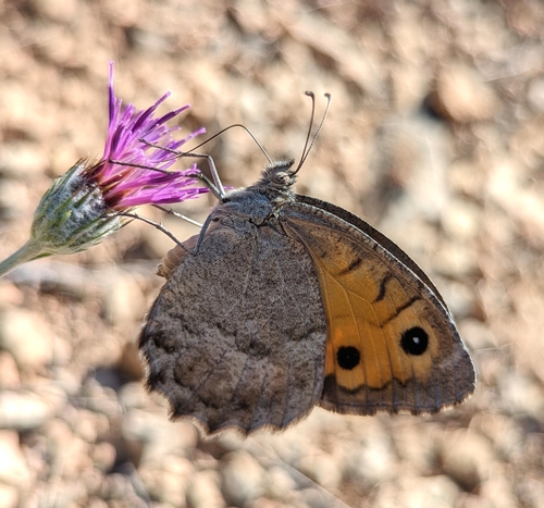 Anatolian Tawny Rockbrown