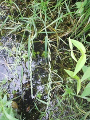 Beckmannia eruciformis