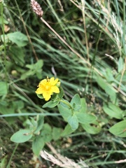 Hypericum maculatum obtusiusculum