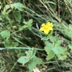Hypericum maculatum obtusiusculum
