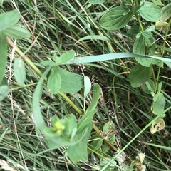 Hypericum maculatum obtusiusculum