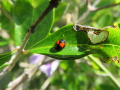 Argopistes scyrtoides
