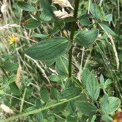 Hypericum maculatum obtusiusculum
