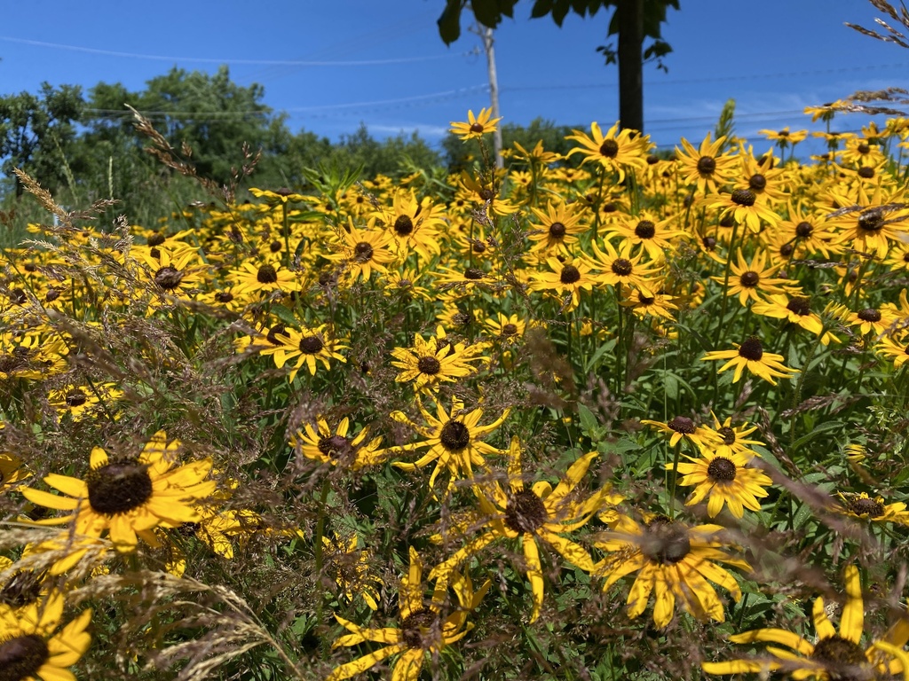 sunflowers, daisies, asters, and allies from W Depot St, Antioch, IL