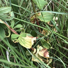 Hypericum maculatum obtusiusculum
