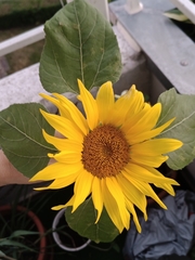 Helianthus annuus