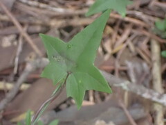 Senecio macroglossus