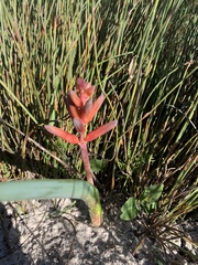 Lachenalia bulbifera