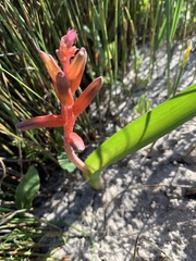 Lachenalia bulbifera