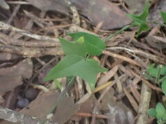 Senecio macroglossus