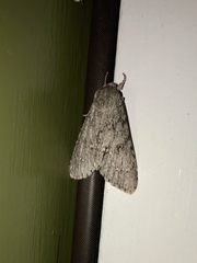 Acronicta americana
