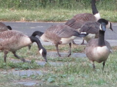 Branta canadensis