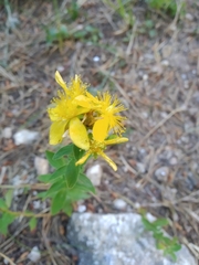 Hypericum maculatum maculatum