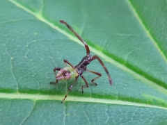 Gonocerus acuteangulatus