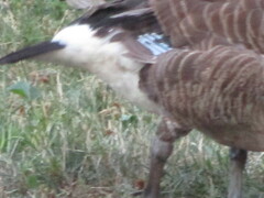 Branta canadensis