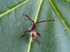 Gonocerus acuteangulatus