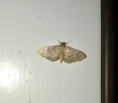 Herpetogramma aeglealis