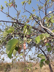 Annona longiflora